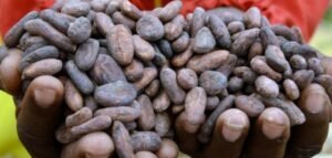 Du cacao séché