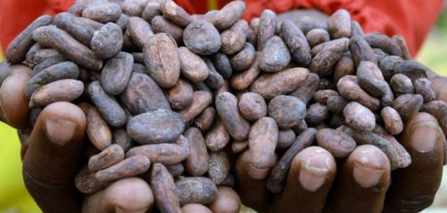 Du cacao séché